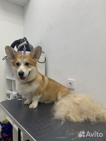 Груминг собак и кошек