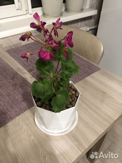 Пеларгония герань