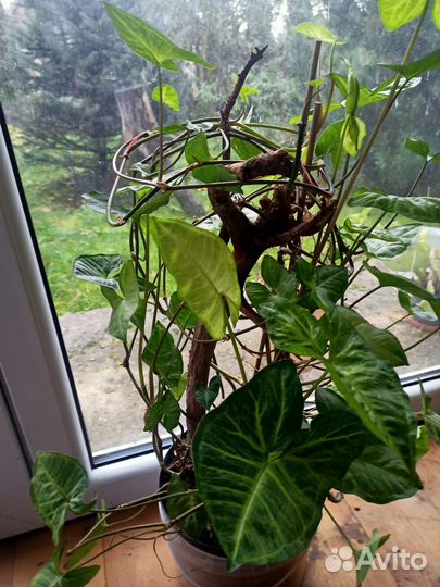 Комнатные цветы Сингониум