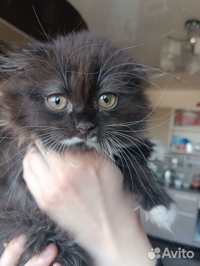 Кошка в дар