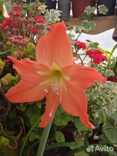 Цитрантус,гиппеаструм