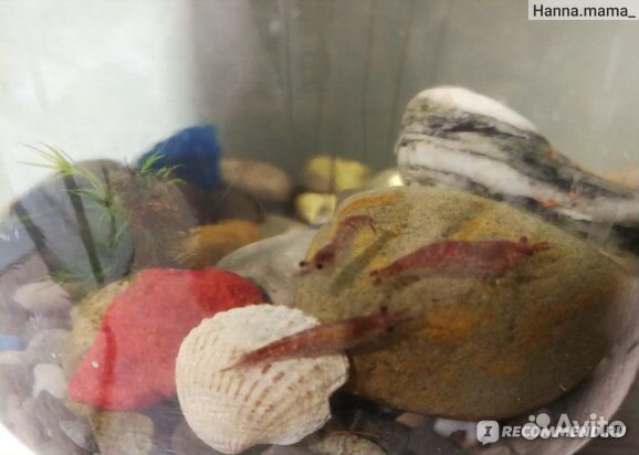 Креветки chery