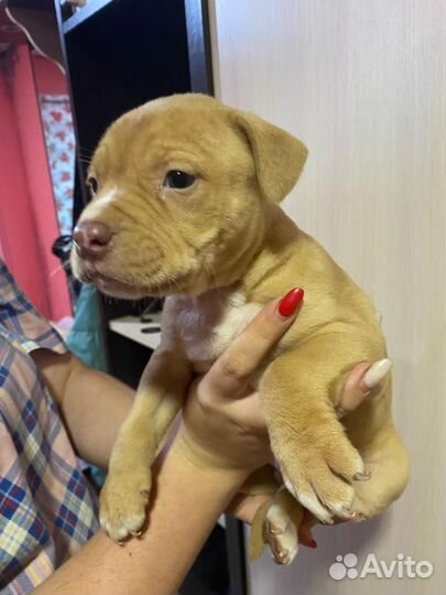 Щенки питбуля Red Nose