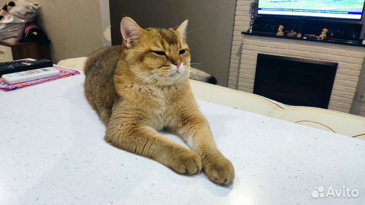 Британский кот на вязку