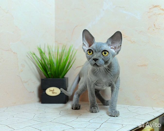 Голубой девончик