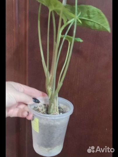 Сингониум Панда