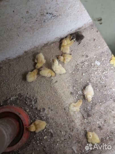 Перепела продажа