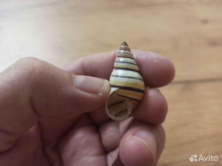 Морская раковина