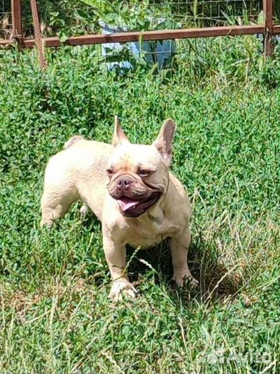 Французский бульдог девочки