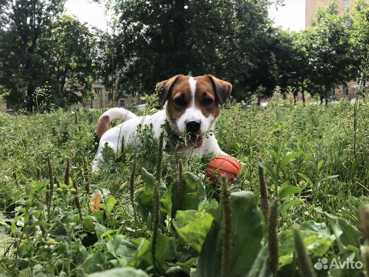 Вязка Джек Рассел терьер