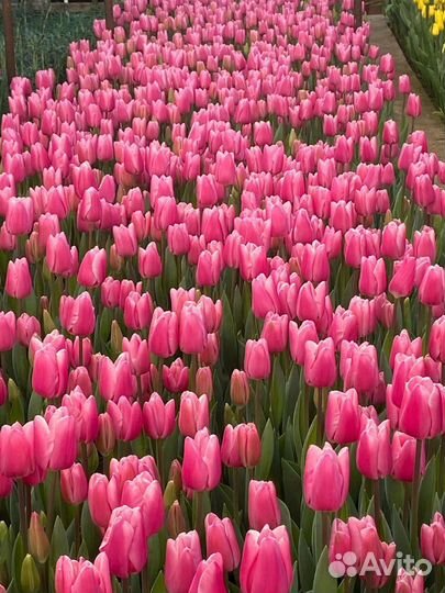 Тюльпаны к 8 марта