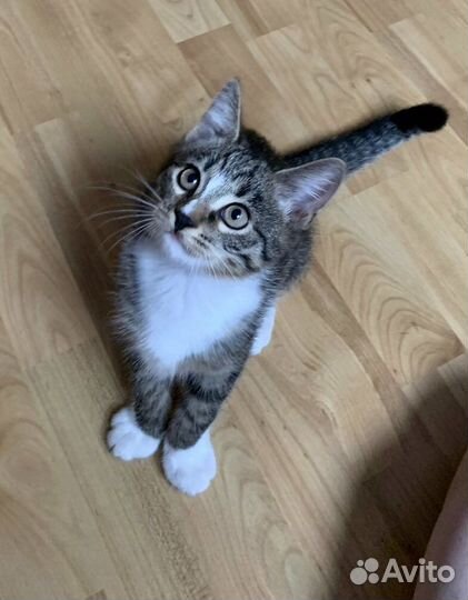 Европейская