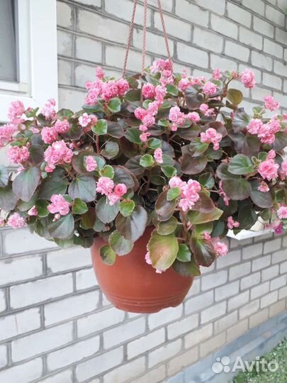 Бегония вечноцветущая махровая