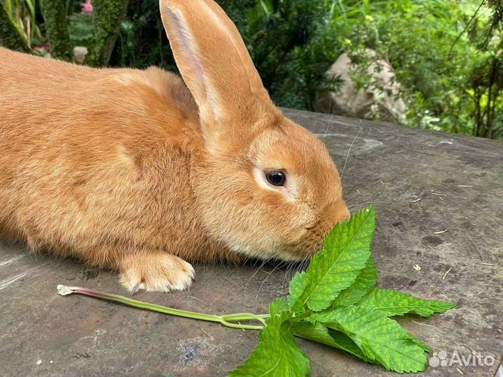 Кролик самец