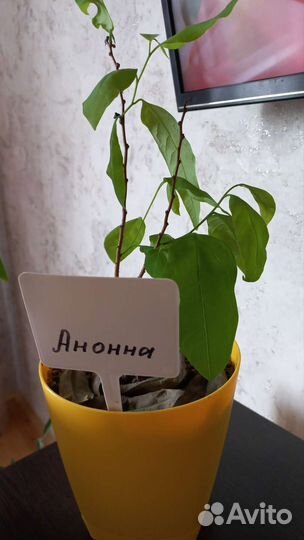 Комнатные растения