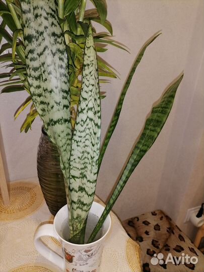 Комнатные цветы