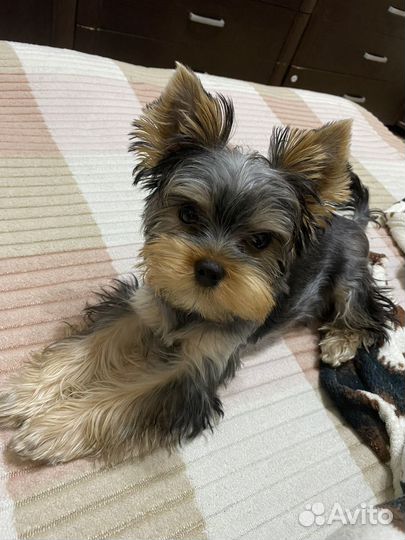 Вязка собак