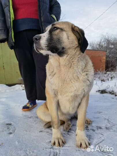 Метис алабая