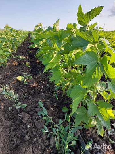 Саженцы плодовых кустарников