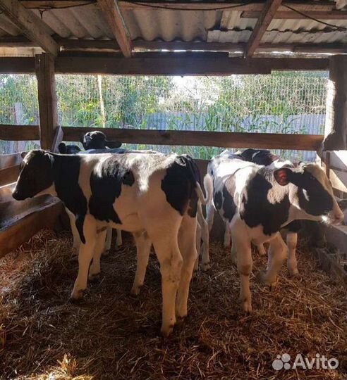 Телята бычки