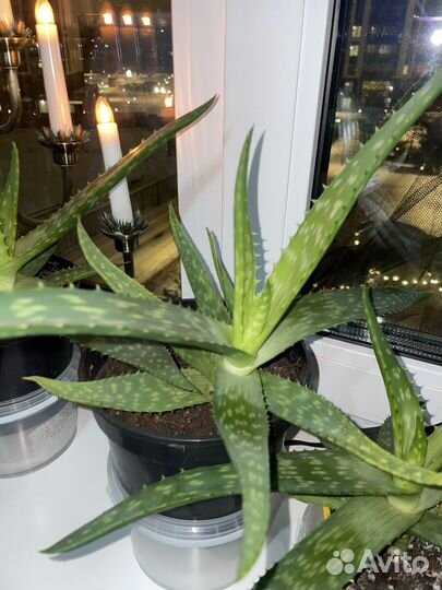 Цветок алое лечебное