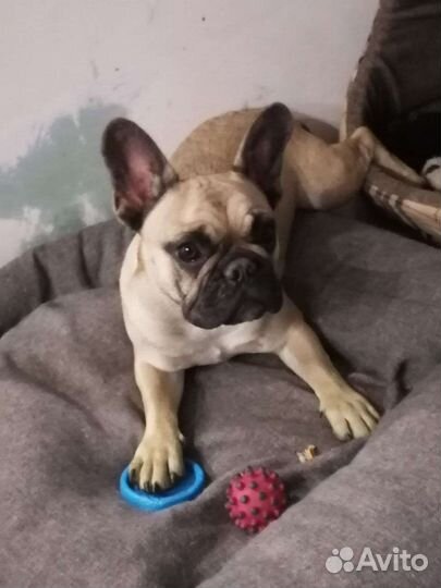 Французский красавчик