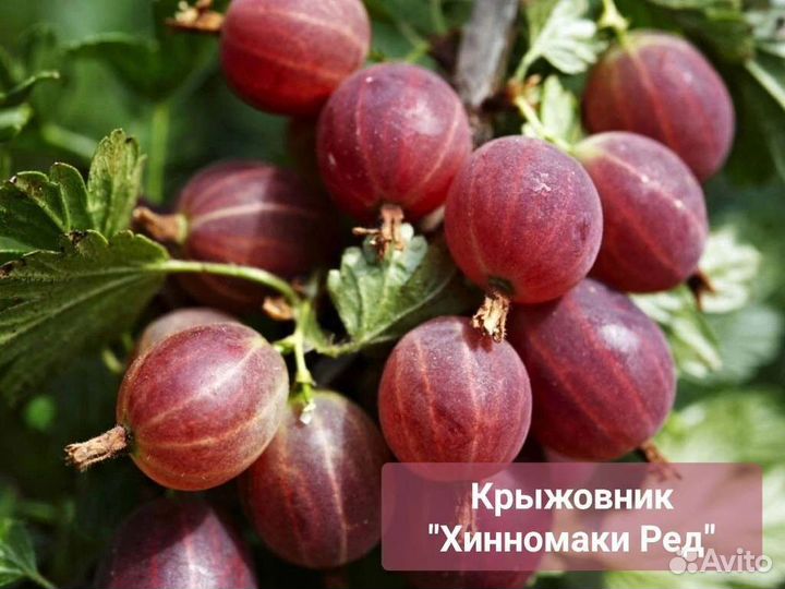 Крыжовник 