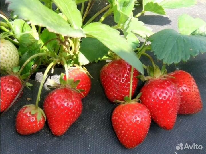 Саженцы клубники