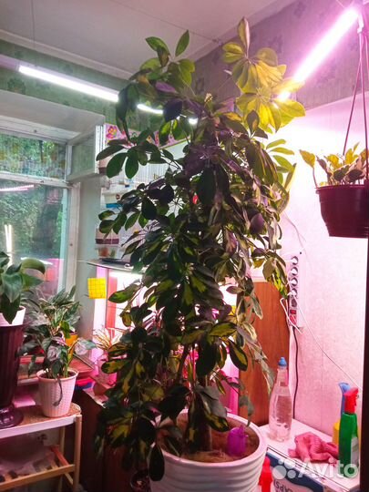 Комнатные растения аглаонема, антуриум и другие