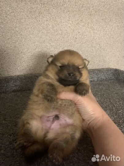 Щенок Шпица