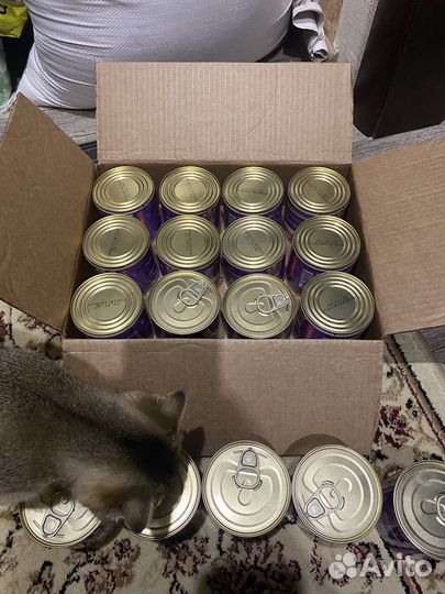 Корм для котят