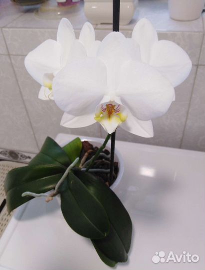 Орхидея фаленопсис