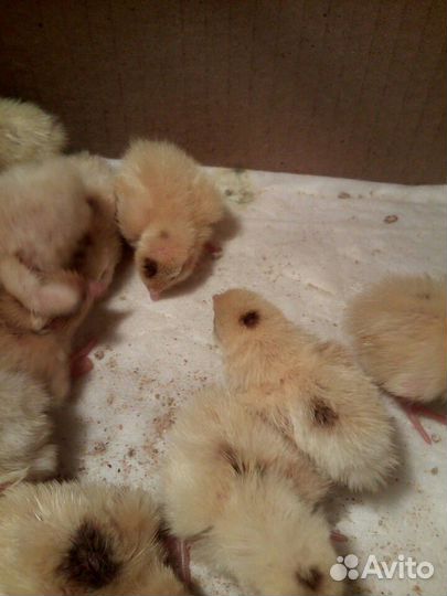 Перепел техасский