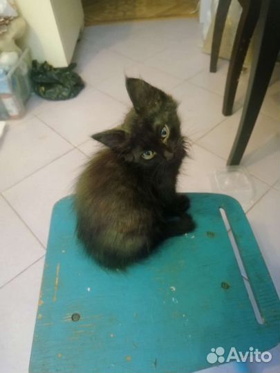 Котята отдам в хорошие руки