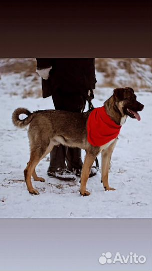 Собака красавец в добрые руки отдам