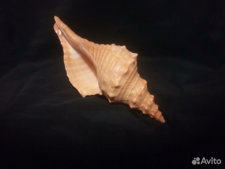 Ракушка Pleuroploca princeps 197 мм Большая