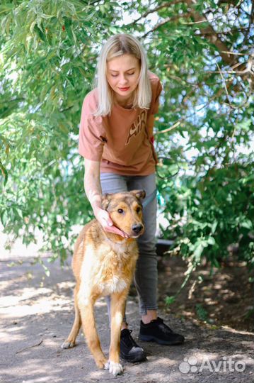 Пес с большим сердцем грустит в клетке