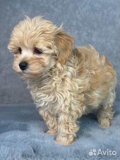 Щенки мальтипу