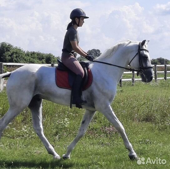 Жеребец орловский рысак