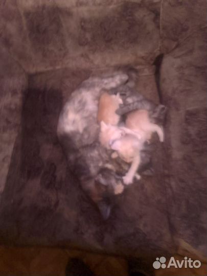 Сибирские котята в добрые руки