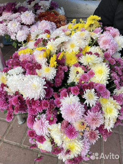 Живые цветы букеты на день учителя