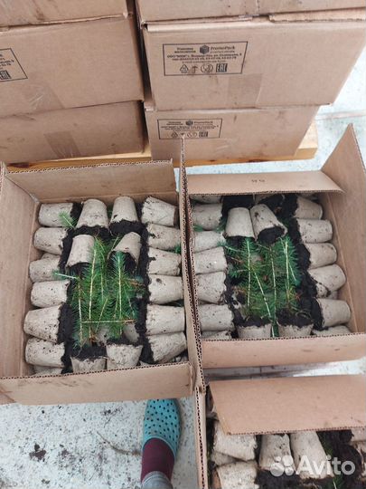 Саженцы ели зкс в розницу