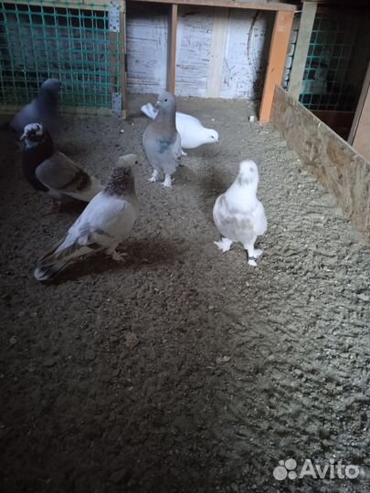 Продажа голубей