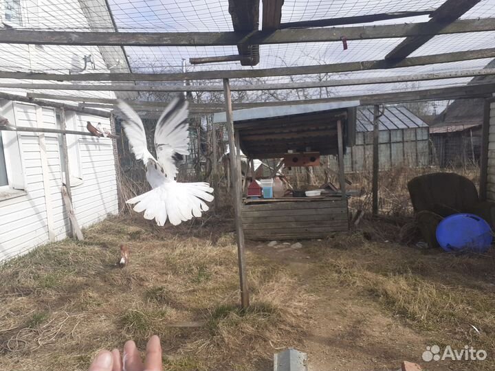 Николаевские декоративные голуби