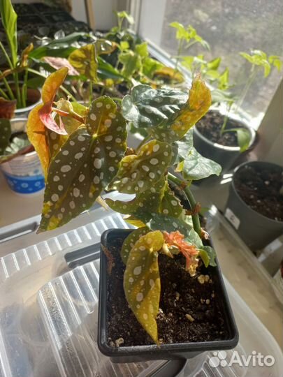 Бегония макулата