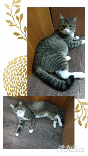 Хороший, молодой котик в поисках дома