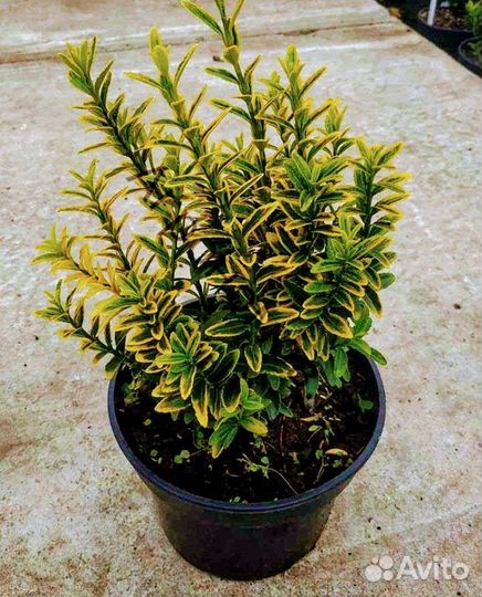 Бересклет японский саженцы