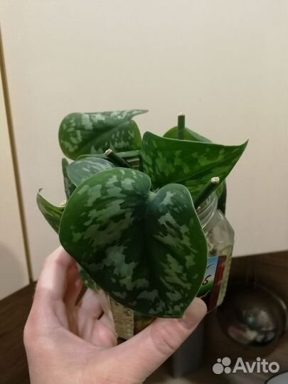 Сциндапсус расписной