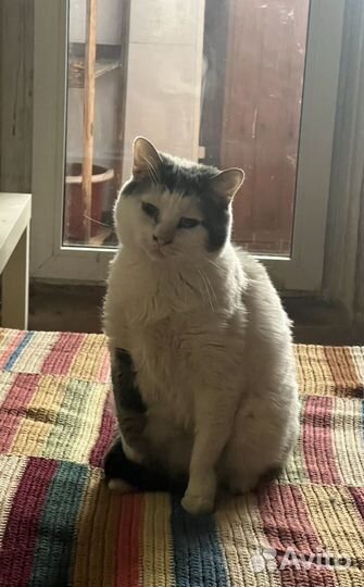 Приют для кошек. Кошки в дар