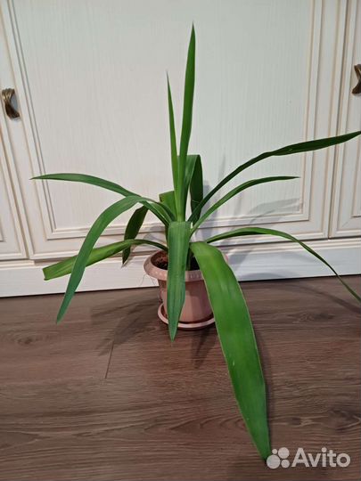 Пальма юкка